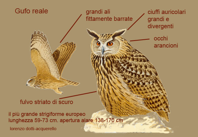 gufo reale-disegni